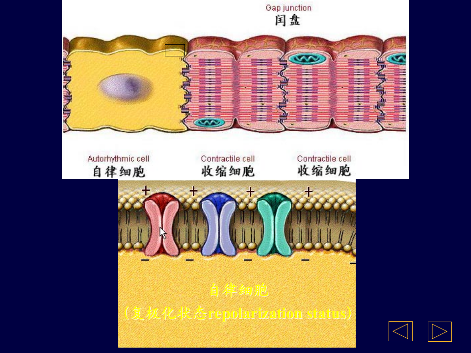 心电图2013最新课件.ppt 第5页
