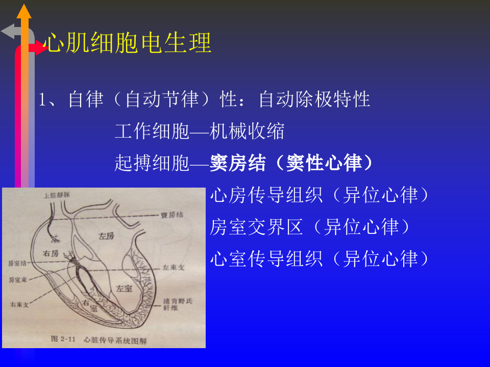 心电图－第四次课.ppt 第2页