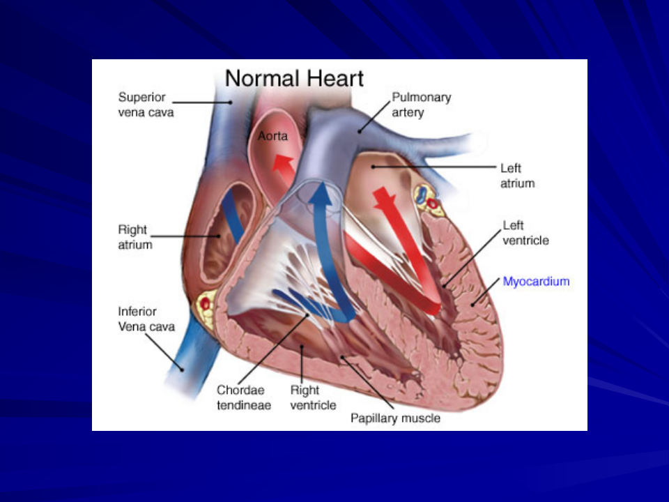 心肌电生理基础知识.ppt 第3页