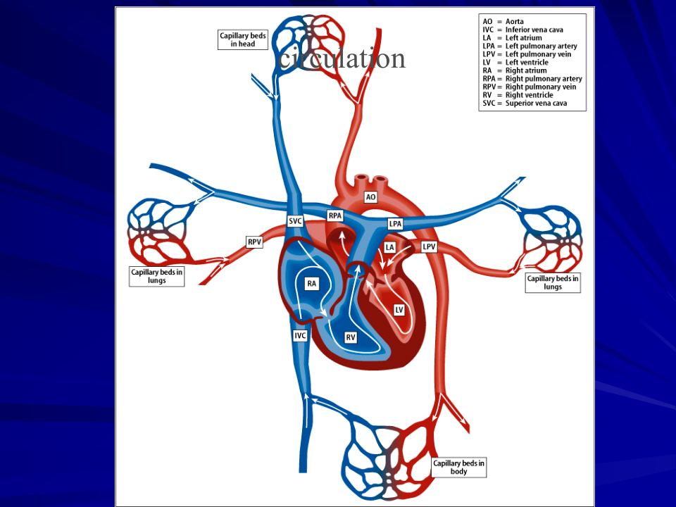 心肌电生理基础知识.ppt 第4页