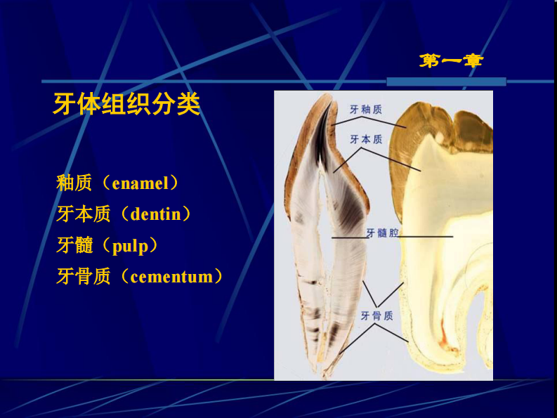 【教材】口腔组织病理学.pdf 第5页