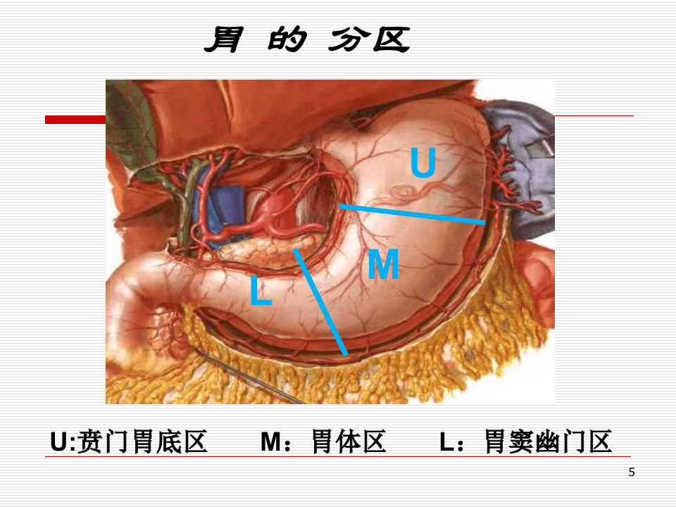 6)胃十二指肠疾病（2012级放射口腔医学班.ppt 第5页