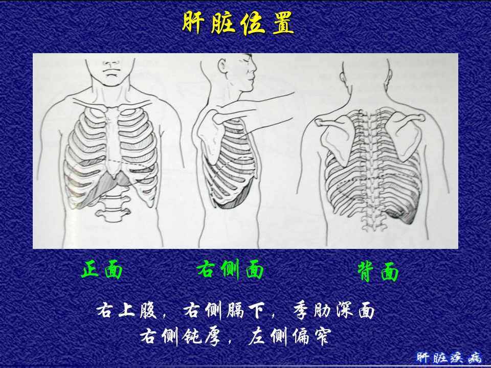 10)级放射口腔肝脏疾病.ppt 第3页