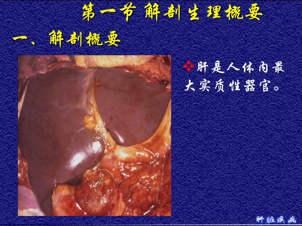 10)级放射口腔肝脏疾病.ppt 第2页