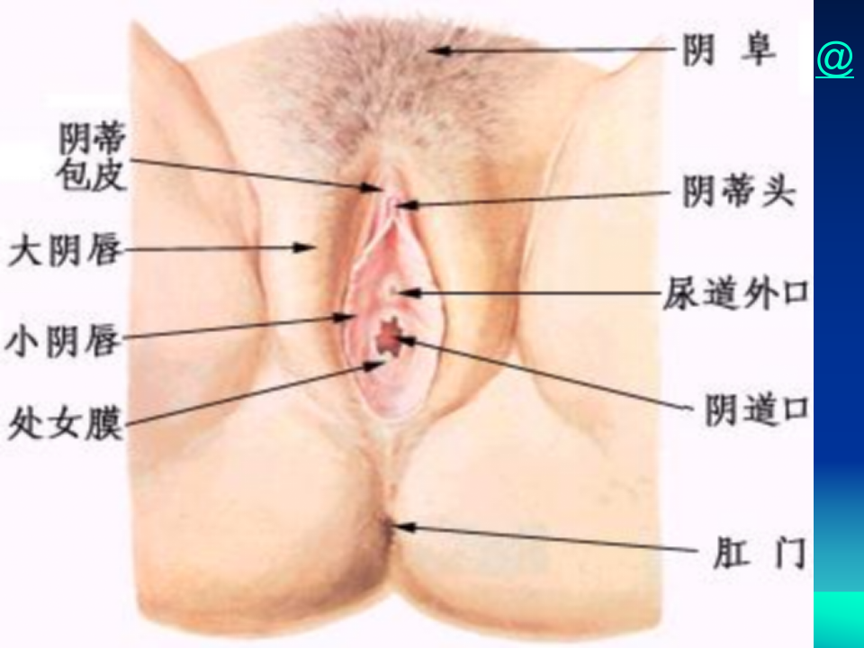 女性生殖系统解剖-中日联谊医院.ppt 第5页