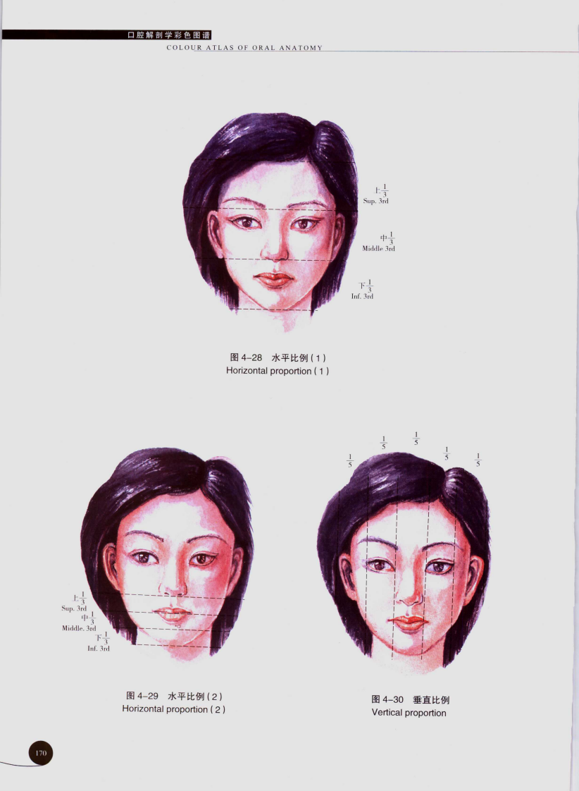 口腔解剖学彩色图谱05.pdf 第4页