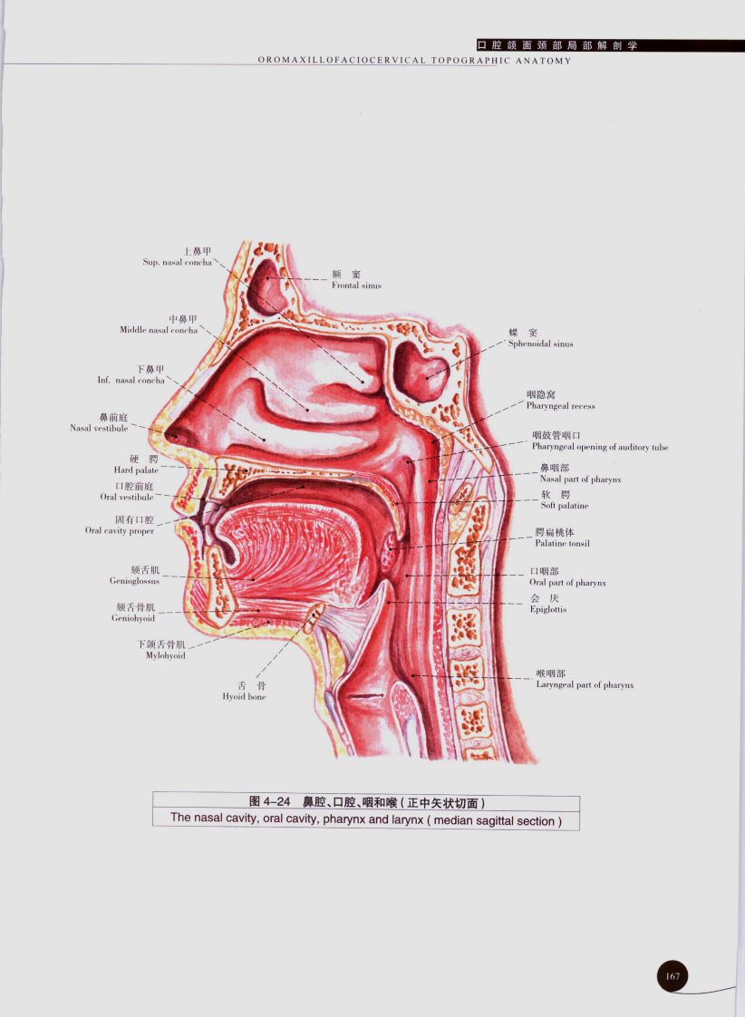 口腔解剖学彩色图谱05.pdf 第1页