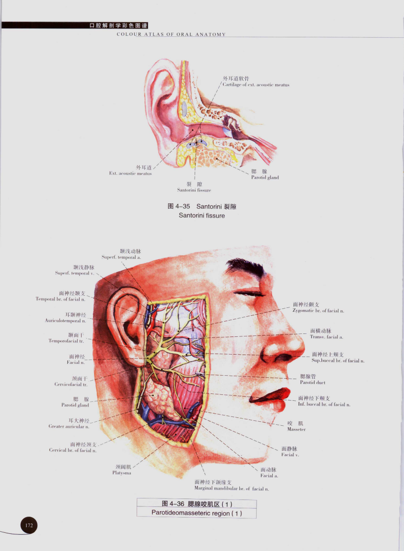 口腔解剖学彩色图谱05.pdf 第5页