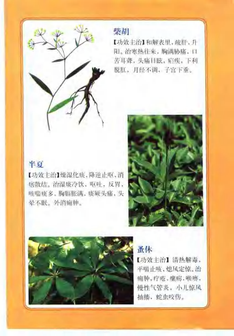 中药图谱（彩色图文版）【徐君】.pdf 第4页