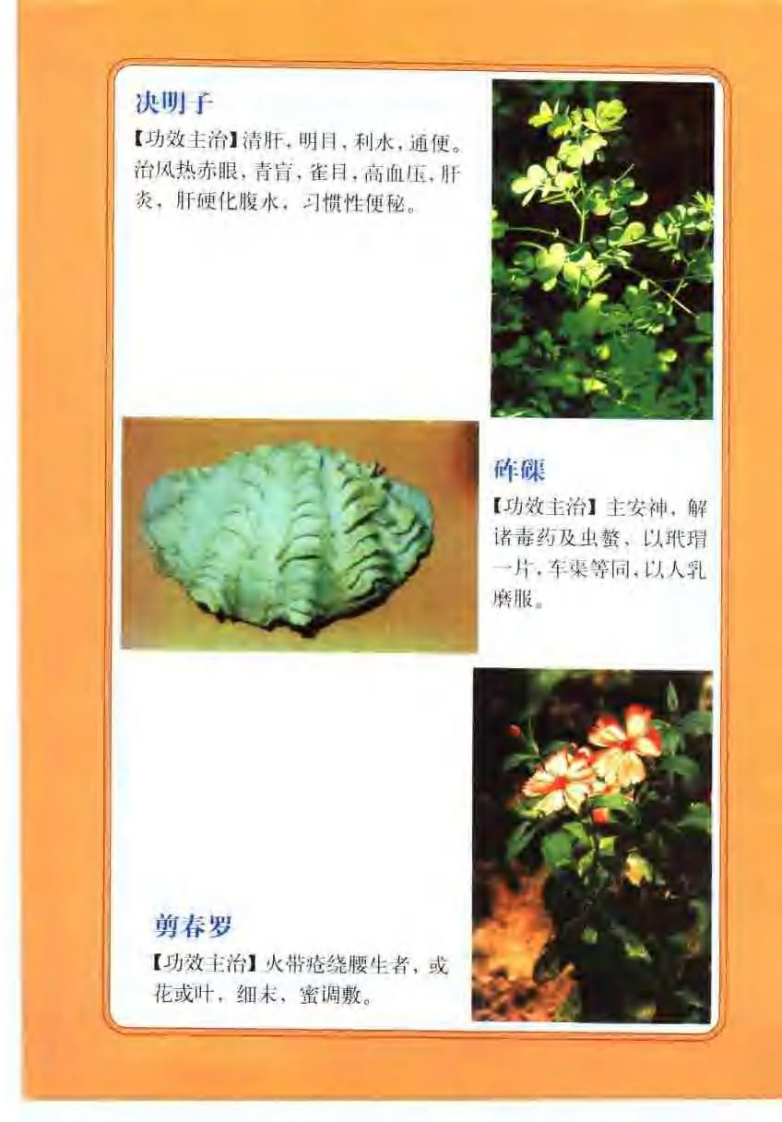 中药图谱（彩色图文版）【徐君】.pdf 第1页