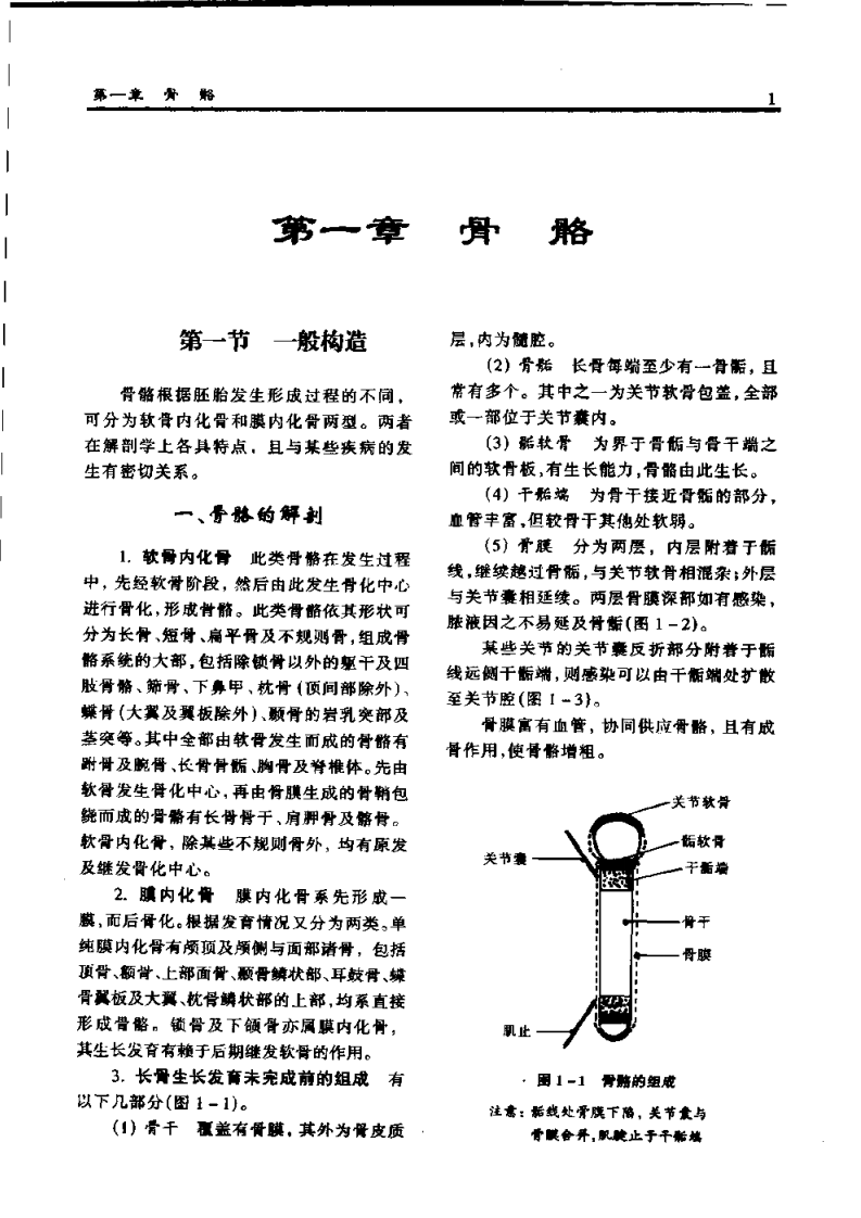 骨科应用解剖学.扫描版.pdf 第3页