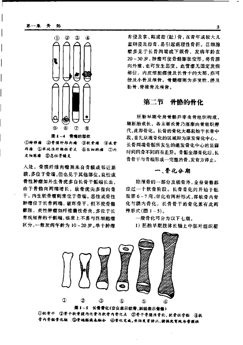 骨科应用解剖学.扫描版.pdf 第5页