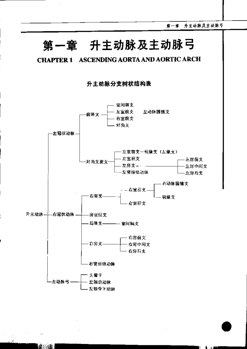 临床血管解剖学（彩图版）.pdf 第2页