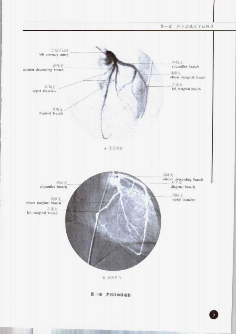 临床血管解剖学（彩图版）.pdf 第5页