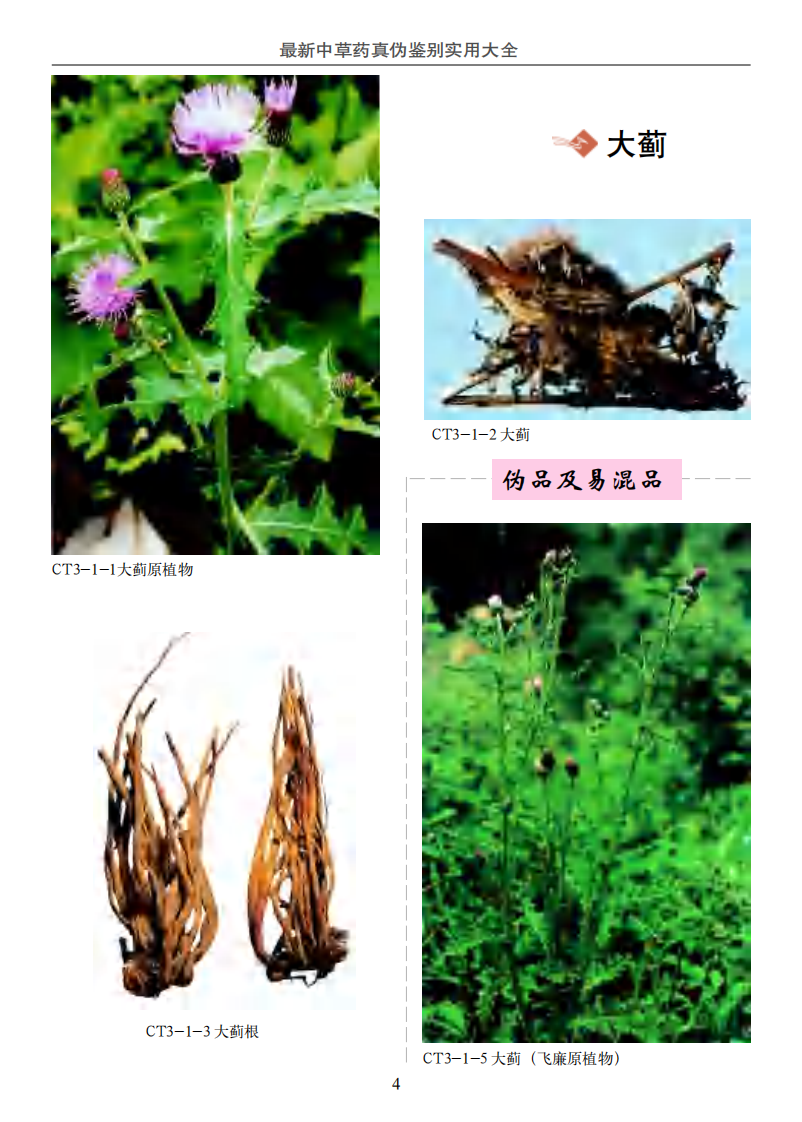 最新中草药真伪鉴别实用大全（彩图版）--第三卷（共四卷）.pdf 第4页