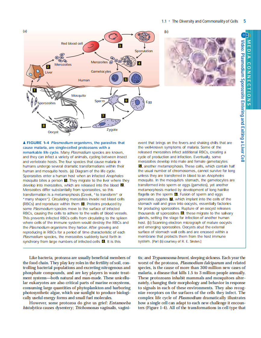 【分子细胞】Molecular Cell Biology 6ed.pdf 第5页