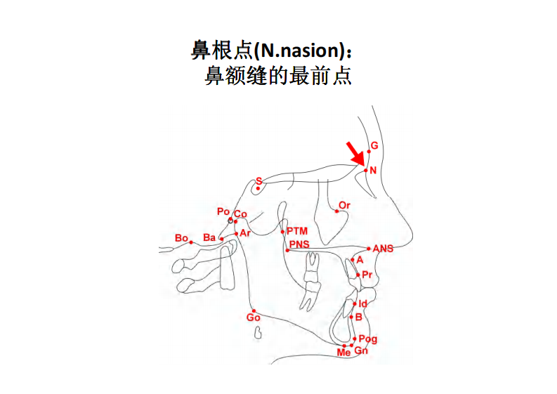 163（电子书）正畸解剖标志点.pdf 第2页
