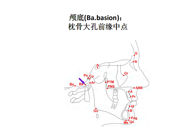 163（电子书）正畸解剖标志点.pdf 第5页