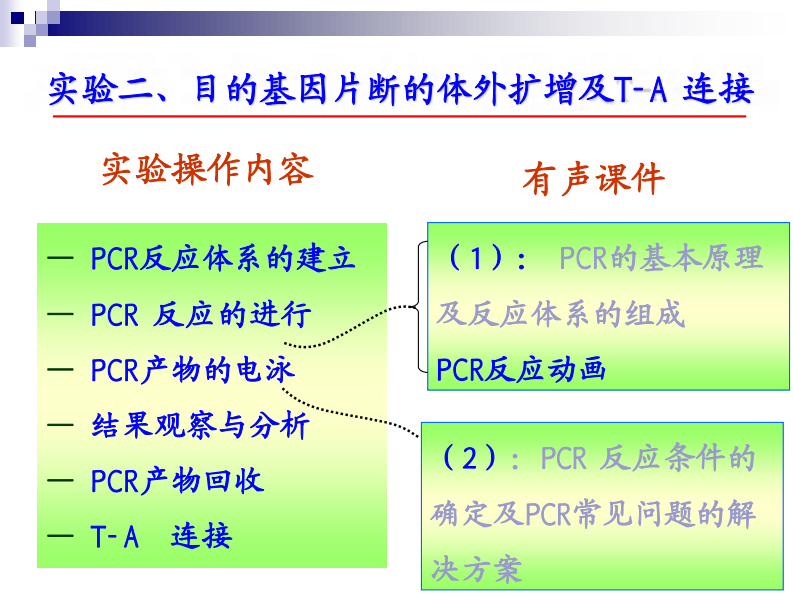 第二次课PCR T-A 连接实验 课件.pdf 第5页
