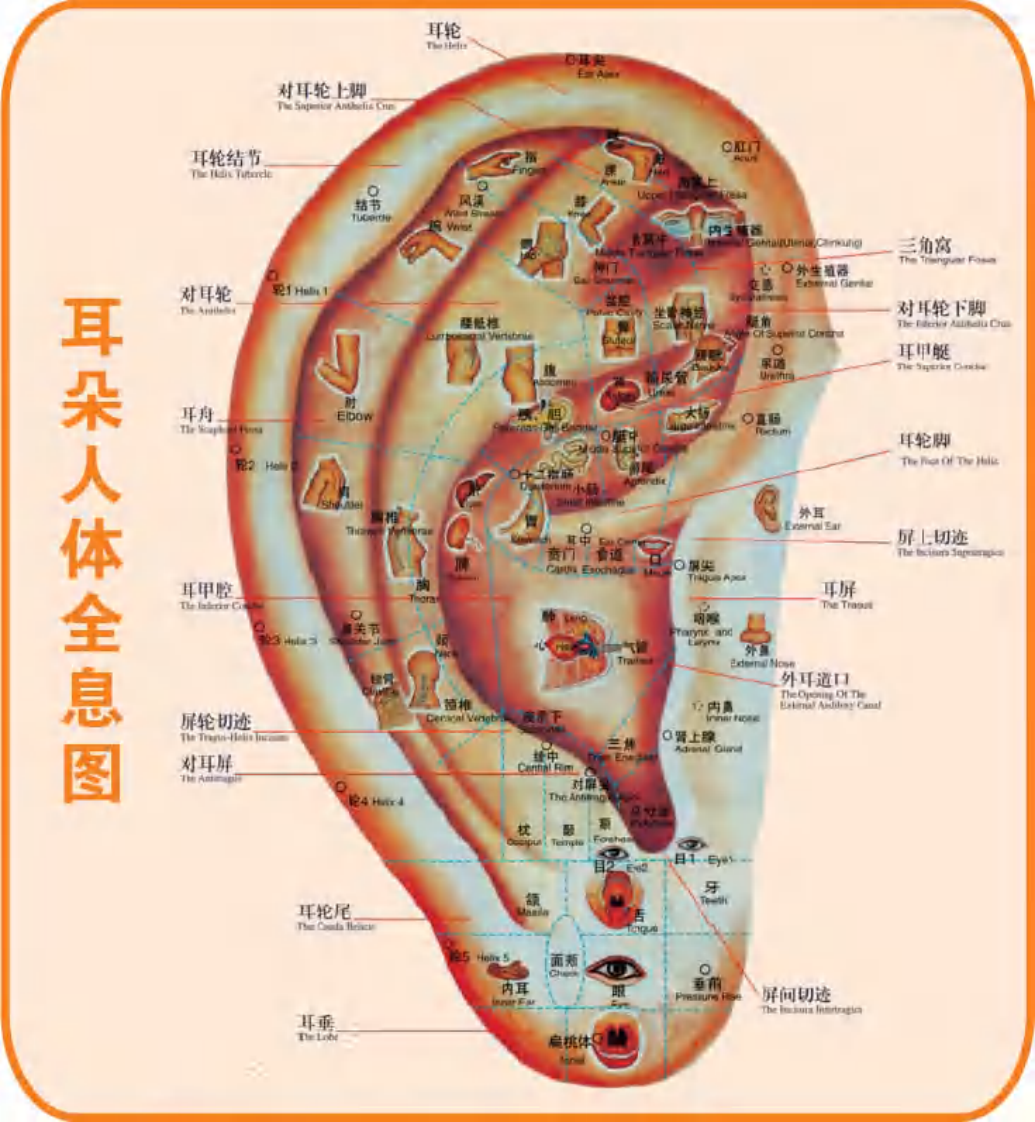 耳朵反射区与全息图.pdf 第1页