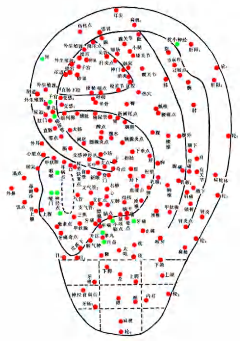 耳朵反射区与全息图.pdf 第3页