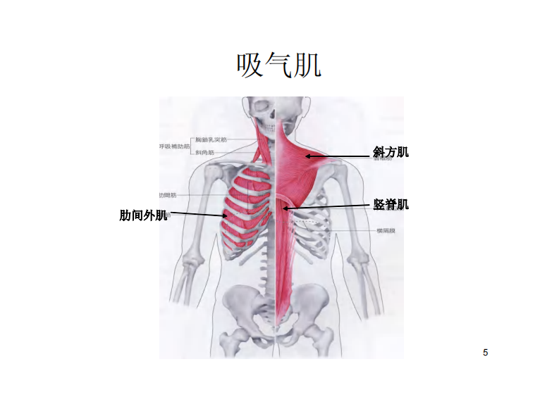 呼吸训练.pdf 第5页