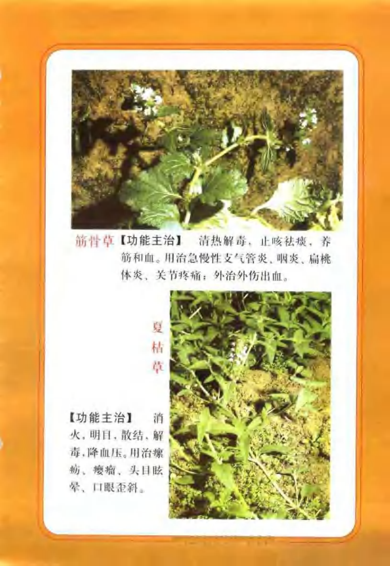 中国民间百草良方 王维主编.pdf 第1页