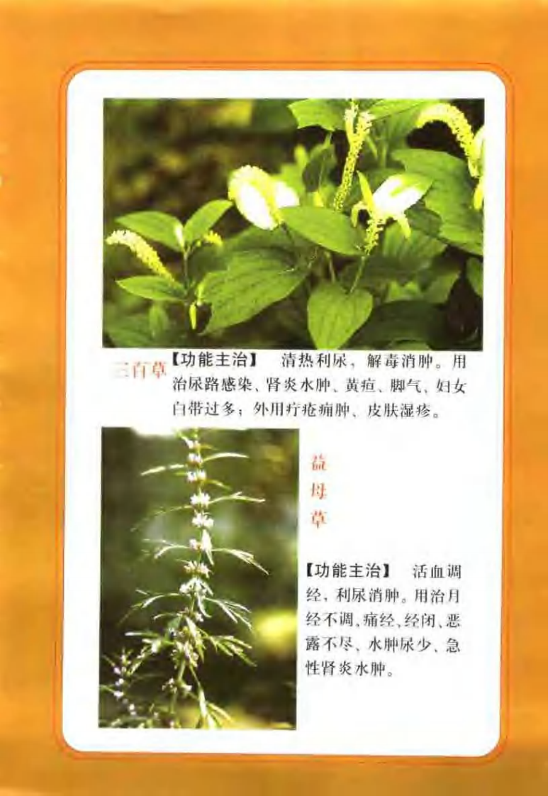 中国民间百草良方 王维主编.pdf 第3页