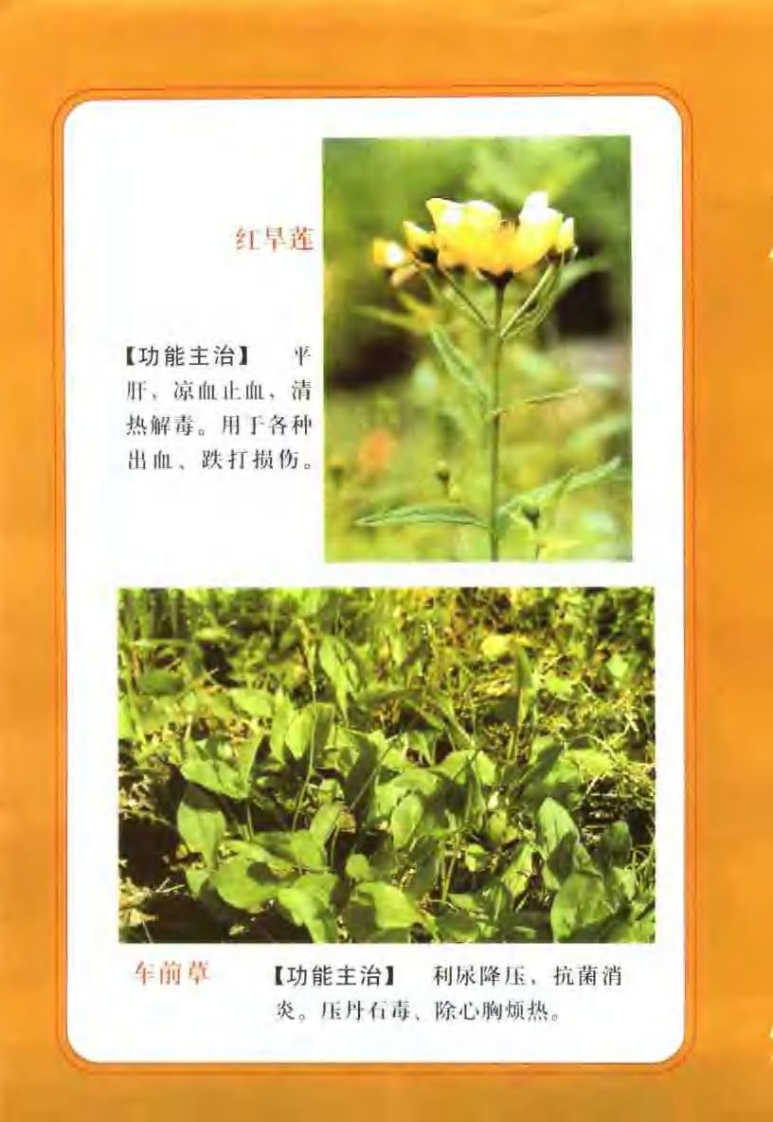 中国民间百草良方 王维主编.pdf 第4页