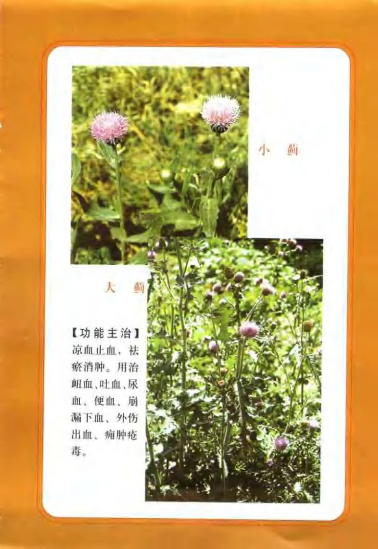 中国民间百草良方（王维）.pdf 第5页