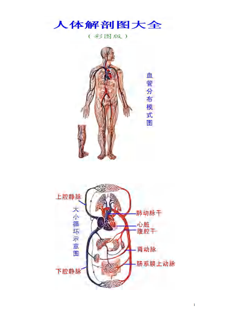 人体解剖图大全(彩图版).pdf 第1页