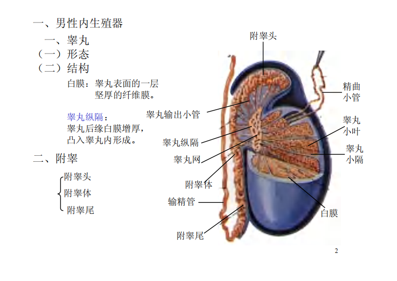 生殖系统彩色图解.pdf 第2页