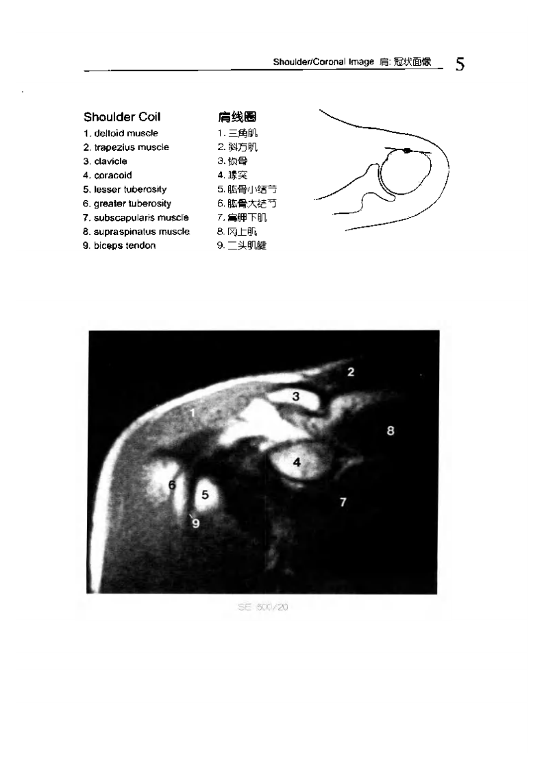 人体MRI图谱.pdf 第5页