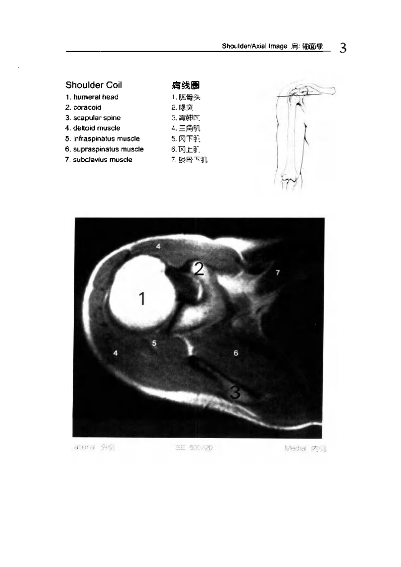 人体MRI图谱.pdf 第3页