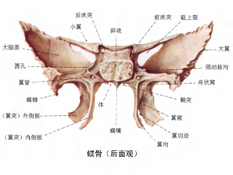 颅面骨高清解剖图谱.pdf 第1页