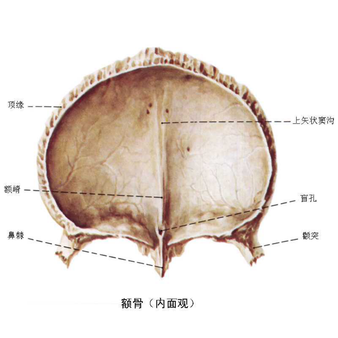 颅面骨高清解剖图谱.pdf 第4页