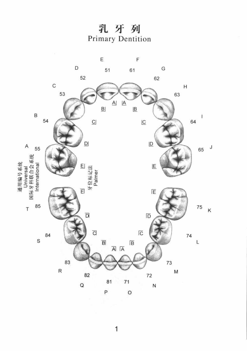 牙体图谱（第2版）_张秀华2008译 .pdf 第4页