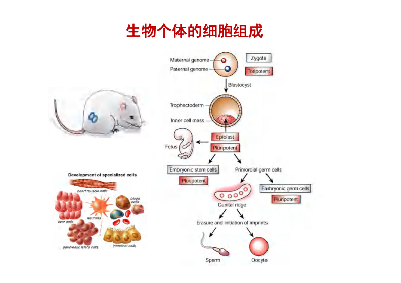生殖发育表观遗传学【公众微信号：bioworlde】.pdf 第4页