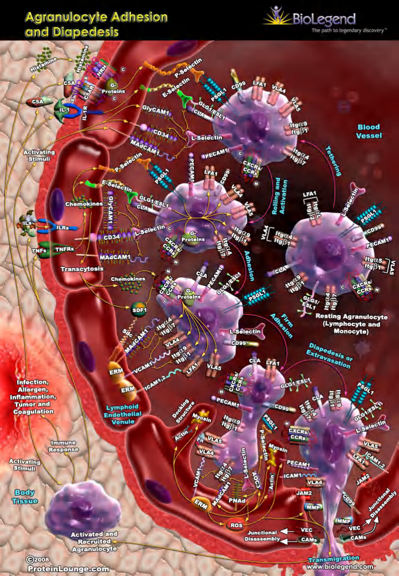 细胞信号通路大全_Signal_Transduction_(上)【微信公众号：bioworlde】.pdf 第2页