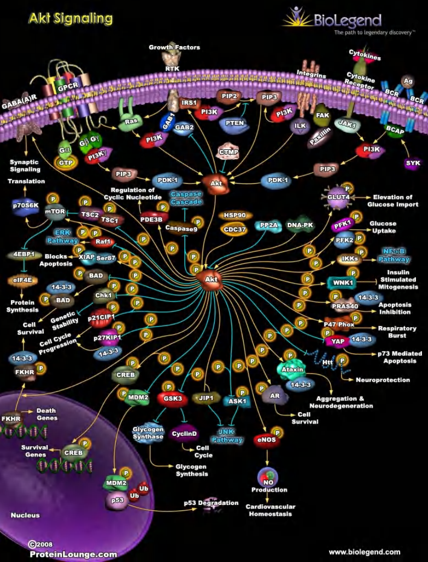 细胞信号通路大全_Signal_Transduction_(上)【微信公众号：bioworlde】.pdf 第3页