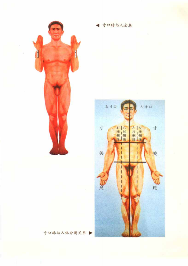 中华脉神现代脉诊篇.许跃远.pdf 第5页