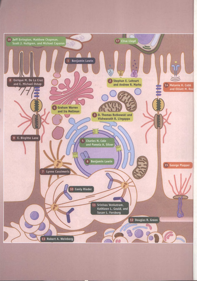 生命科学名著-《细胞》-科学出版社.pdf 第5页