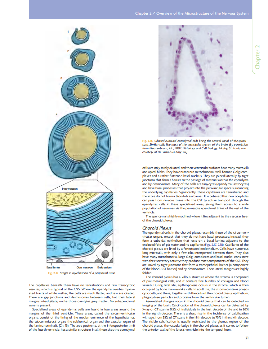 GRAY'S Clinical Neuroanatomy The Anatomic Basis for Clinical Neuroscience_部分2 临床神经科学和解剖.pdf 第5页