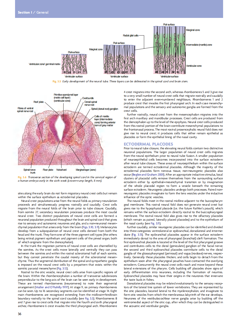 GRAY'S Clinical Neuroanatomy The Anatomic Basis for Clinical Neuroscience_部分3.pdf 第1页
