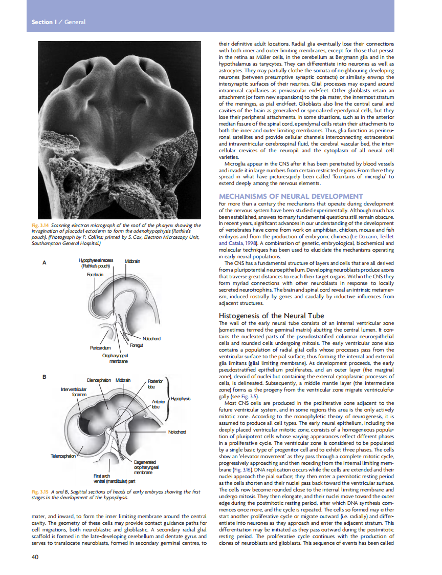GRAY'S Clinical Neuroanatomy The Anatomic Basis for Clinical Neuroscience_部分3.pdf 第5页