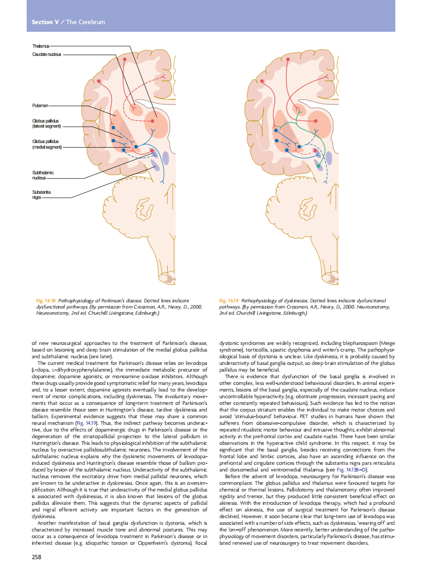 GRAY'S Clinical Neuroanatomy The Anatomic Basis for Clinical Neuroscience_部分11.pdf 第4页
