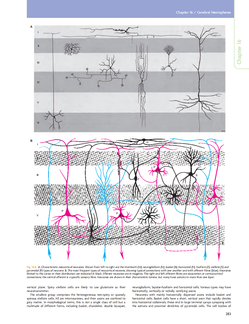 GRAY'S Clinical Neuroanatomy The Anatomic Basis for Clinical Neuroscience_部分12.pdf 第4页