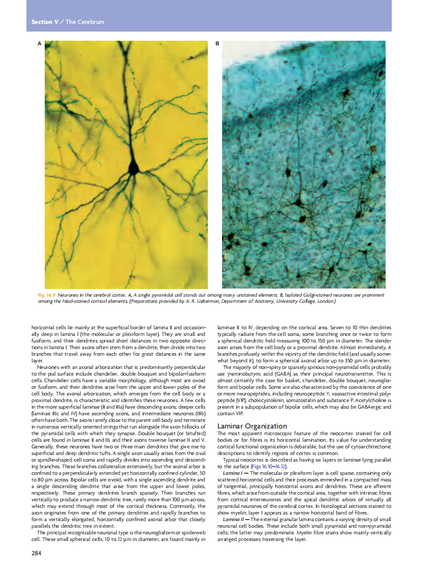 GRAY'S Clinical Neuroanatomy The Anatomic Basis for Clinical Neuroscience_部分12.pdf 第5页