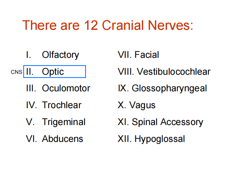 颅内神经Cranial nerves Lecture_2007_web.pdf 第2页