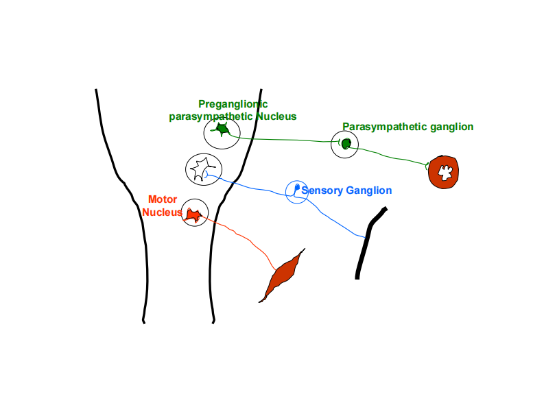 颅内神经Cranial nerves Lecture_2007_web.pdf 第4页